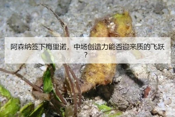 a-sen-na-qian-xia-mei-li-nuo-zhong-chang-chuang-zao-li-neng-fou-ying-lai-zhi-di-fei-yue-2-328.jpg